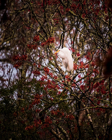 Egret_Maple_DSC1990