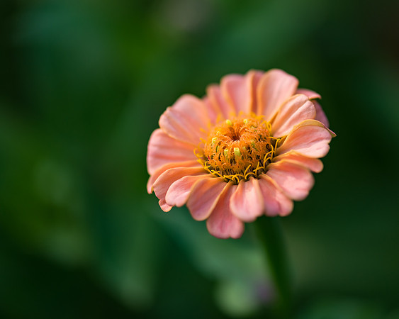 DSC_0986