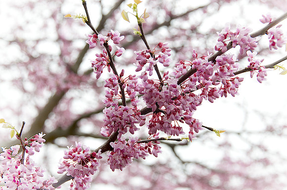 Redbud_DSC9006