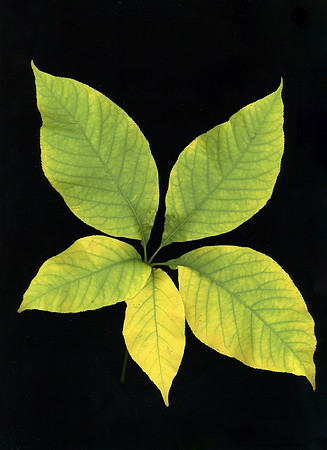 P. 5 Row 2 A. Parrriflora