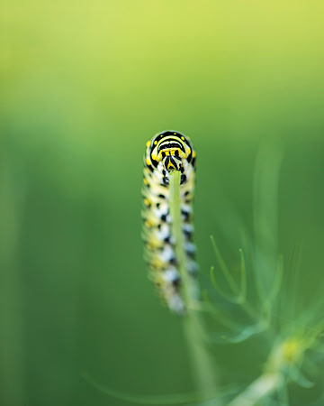 Egret-6735