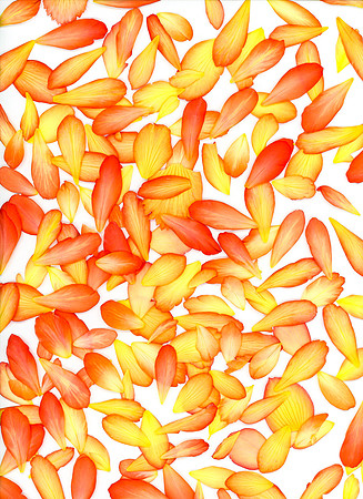 Scan begonia-0006