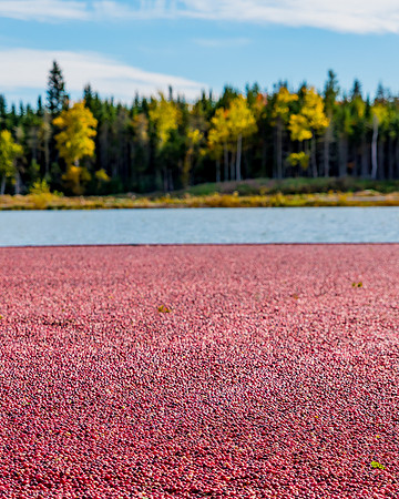 _DSC3461