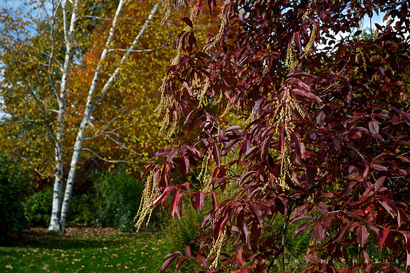Sourwood, O'Sullivan Garden