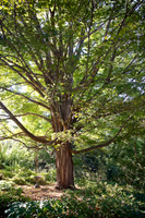 Brine Gardens