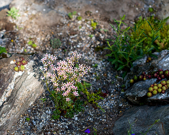 DSC_4950