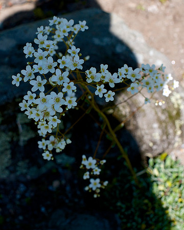 DSC_4985