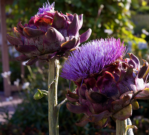 Children's Garden Fall
