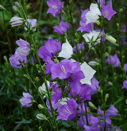 DSC_1516.JPG