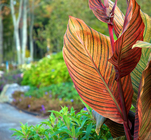 Children's Garden Fall