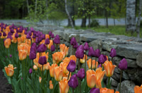 Maine Botanical