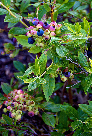 blueberries