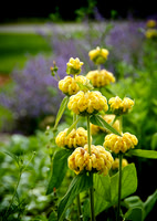 Berkshire Botanical Garden