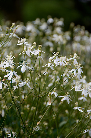 Berkshire Botanical Garden, Clematis Recta, Shrub clematis