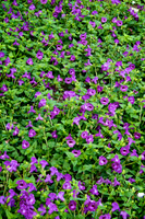 Pleasant View Gardens - PW