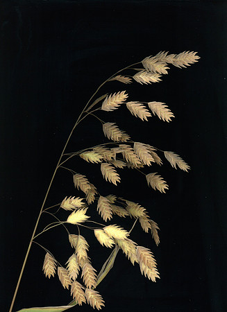 scan 4 Oats