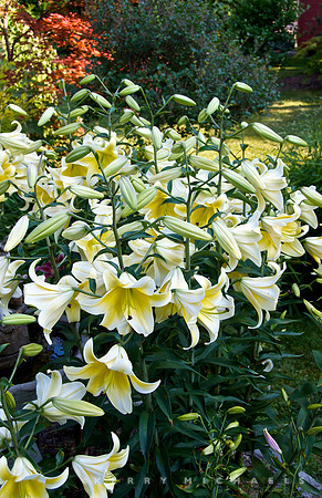 Doug Morris Garden