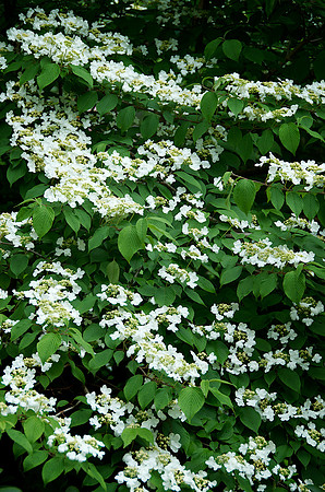 Viburnum var. tomentosum 'Mariesii'_DSC0074