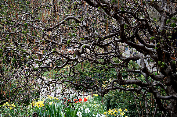 Contorted Filbert, Corylus avellana 'Contorta'