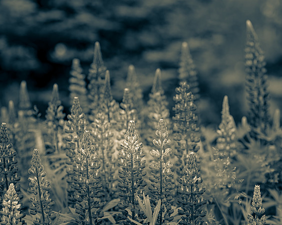 _DSC2161