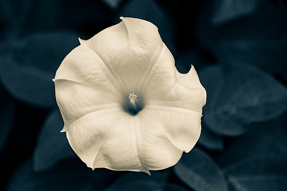 _7506735