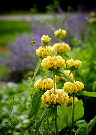 Sticky Jerusalem Sage (Phlomis russeliana)