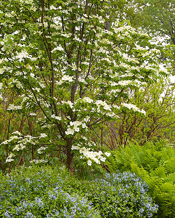 dogwood_DSC9638