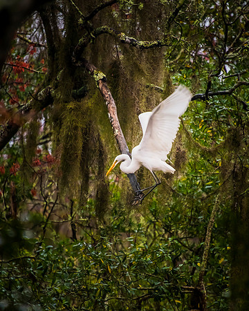 Egret-3