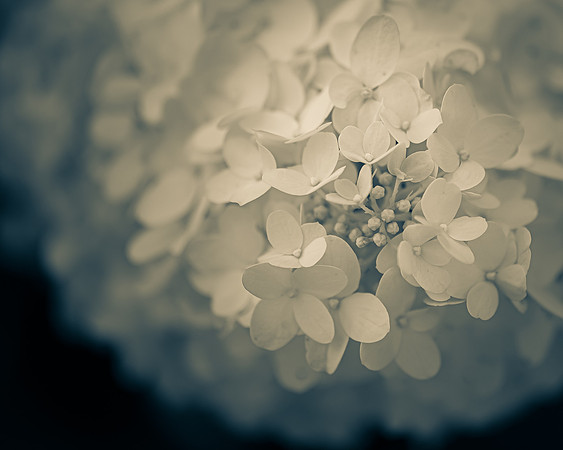 Hydrangea 1_7503311