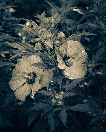 Dark Hibiscus 2_7503545