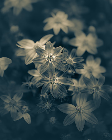 Bidens 1_7503666