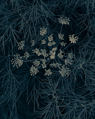 Dill 1_7503779