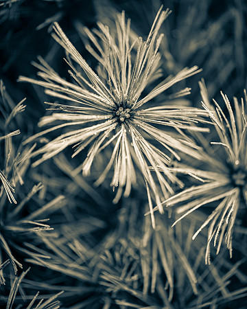 Fireworks 1_7503817
