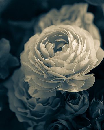 Ranunculous 1_7505451-2