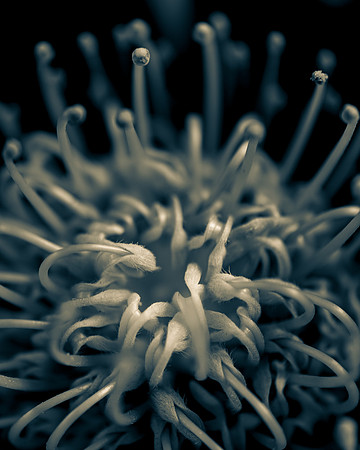Protea 1_7505470