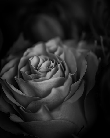 Rose 1_7505477