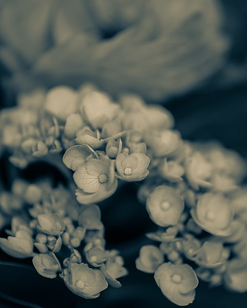 Hydrangea 2_7505482