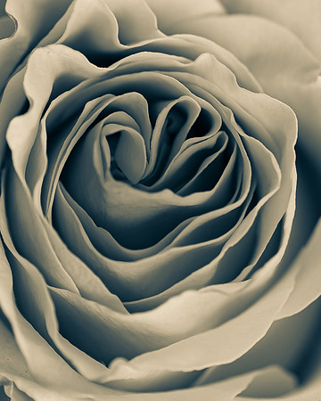 Rose 2_7505561