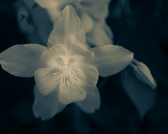 Columbine 1_7506464