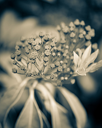 Mountain Laurel 1_7506468