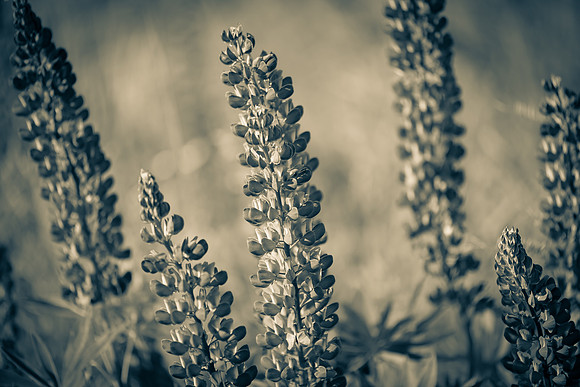 Lupine 1_7506471