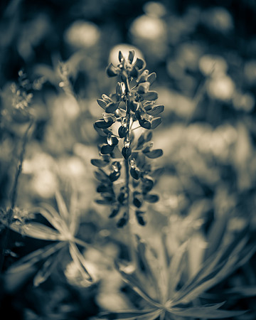 Lupine 2_7506483