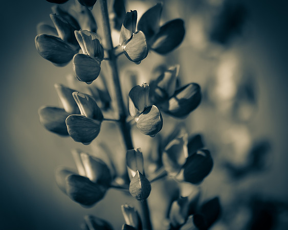 Lupine 3_7506486-2