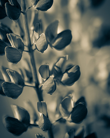 Lupine 4_7506487-2