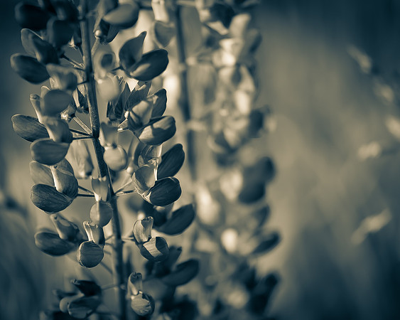 Lupine 5_7506491