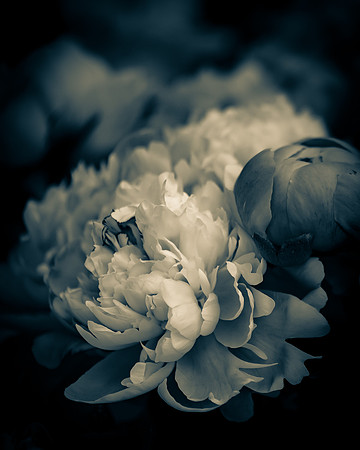 Peonies 1_DSC0035-Edit
