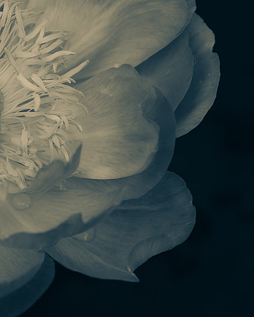 Peony 1_DSC2510-2