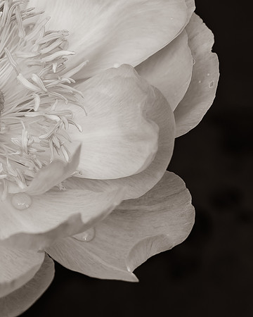 Peony 2_DSC2510