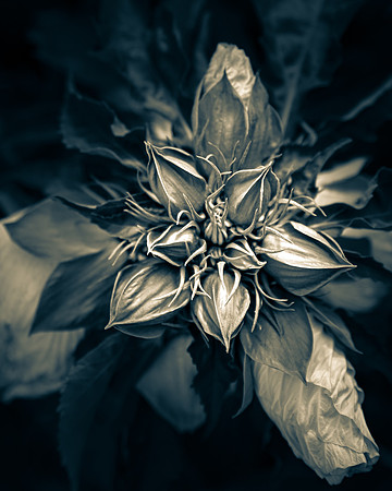 Dark Hibiscus 3_DSC5106-2