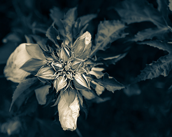 Dark Hibiscus 4_DSC5106